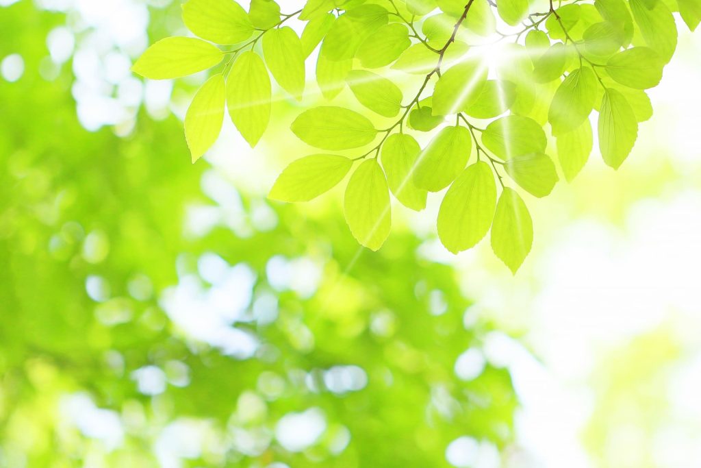 陽射しを受けた木々の葉